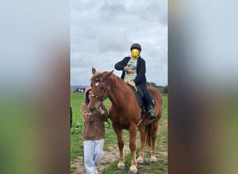 Heavy Warmblood, Mare, 6 years, 16 hh, Chestnut-Red