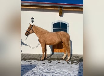 Heavy Warmblood Mix, Mare, 6 years, 16 hh, Palomino