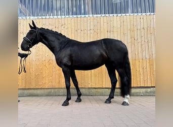 Heavy Warmblood, Mare, 6 years, 16 hh, Smoky-Black