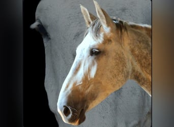 Heavy Warmblood, Mare, 6 years, 17 hh, Grey