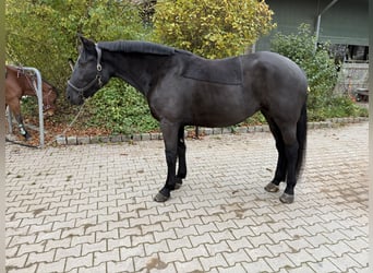 Heavy Warmblood, Mare, 7 years, 15.2 hh, Black