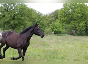 Heavy Warmblood Mix, Mare, 7 years, 15 hh, Bay-Dark