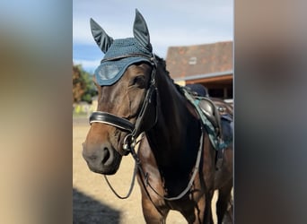 Heavy Warmblood, Mare, 7 years, 16.2 hh, Smoky-Black