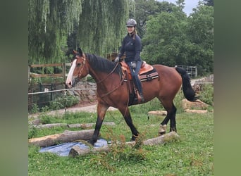 Heavy Warmblood, Mare, 7 years, 16 hh, Brown