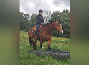 Heavy Warmblood, Mare, 7 years, 16 hh, Brown