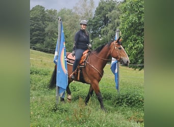 Heavy Warmblood, Mare, 7 years, 16 hh, Brown