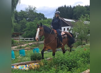 Heavy Warmblood, Mare, 7 years, 16 hh, Brown