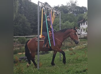 Heavy Warmblood, Mare, 7 years, 16 hh, Brown