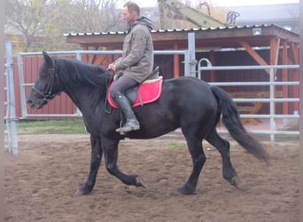 Heavy Warmblood, Mare, 8 years, 15.1 hh, Black