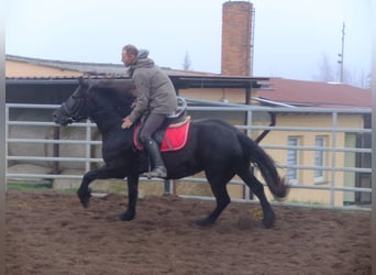 Schweres Warmblut, Stute, 8 Jahre, 15,1 hh, Rappe