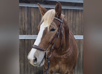 Heavy Warmblood, Mare, 8 years, 15,1 hh