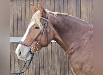 Heavy Warmblood, Mare, 8 years, 15,1 hh