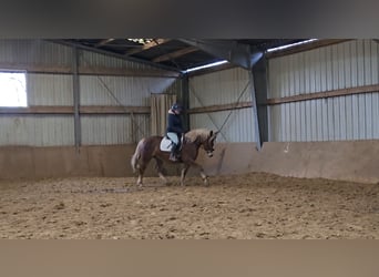 Heavy Warmblood, Mare, 8 years, 15,1 hh