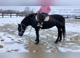 Heavy Warmblood, Mare, 8 years, 15,2 hh, Black