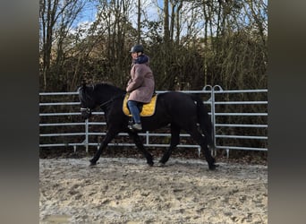 Heavy Warmblood, Mare, 8 years, 15,2 hh, Black