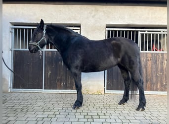 Heavy Warmblood, Mare, 8 years, 15,2 hh, Black