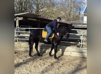 Heavy Warmblood, Mare, 8 years, 15,2 hh, Black