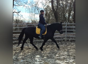 Heavy Warmblood, Mare, 8 years, 15,2 hh, Black