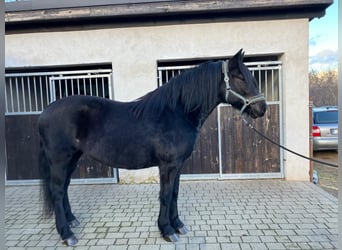 Heavy Warmblood, Mare, 8 years, 15,2 hh, Black