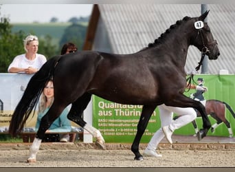 Schweres Warmblut, Stute, 8 Jahre, 15,3 hh, Rappe