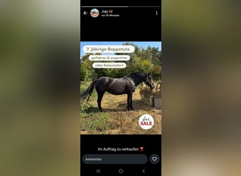 Heavy Warmblood, Mare, 8 years, 15,1 hh, Black