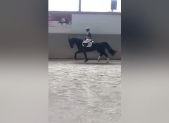 Heavy Warmblood, Mare, 8 years, 15,3 hh, Black