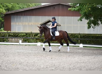 Schweres Warmblut, Stute, 8 Jahre, 16,1 hh, Brauner