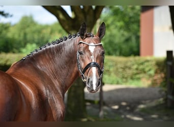 Schweres Warmblut, Stute, 8 Jahre, 16,1 hh, Brauner