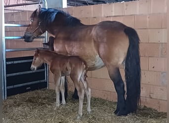 Heavy Warmblood, Mare, 8 years, 16.1 hh, Brown