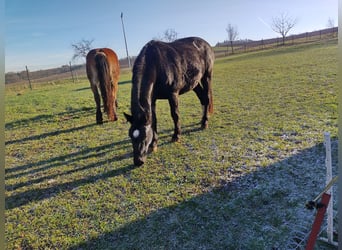 Heavy Warmblood, Mare, 8 years, 16 hh, Smoky-Black