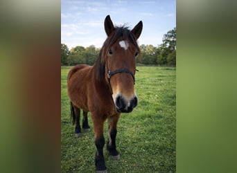 Heavy Warmblood, Mare, 8 years, 16,1 hh, Brown