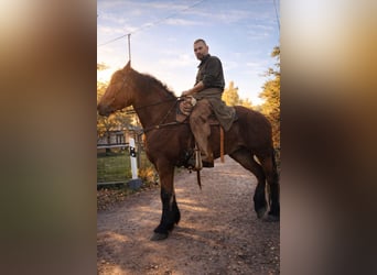 Heavy Warmblood, Mare, 8 years, 16,1 hh, Brown