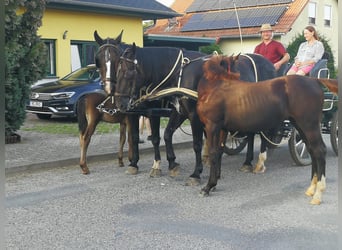 Heavy Warmblood, Mare, 9 years, 16,1 hh, Black