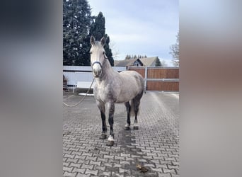 Heavy Warmblood, Mare, 9 years, 16 hh, Gray-Blue-Tan