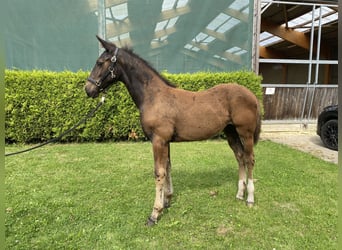 Heavy Warmblood, Mare, Foal (04/2024), 16 hh, Black