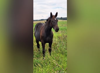 Heavy Warmblood, Mare, Foal (02/2025), 16,1 hh, Bay-Dark