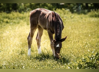 Heavy Warmblood, Mare, Foal (04/2026), Black