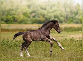 Heavy Warmblood, Mare, Foal (04/2026), Black