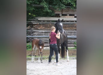 Heavy Warmblood, Mare, Foal (05/2026), Brown