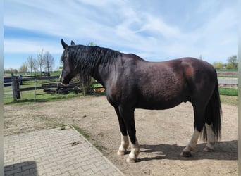 Heavy Warmblood Mix, Stallion, 11 years, 18.1 hh, Black