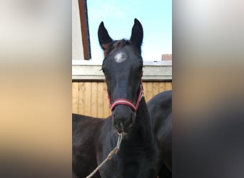 Heavy Warmblood, Stallion, 1 year, 13.1 hh, Black