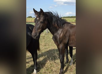 Heavy Warmblood, Stallion, 1 year, 16 hh, Black