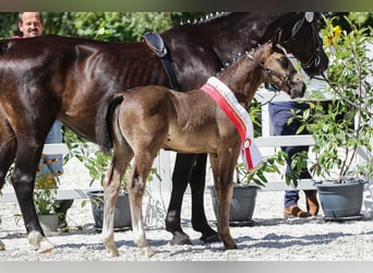 Heavy Warmblood, Stallion, 1 year, Black