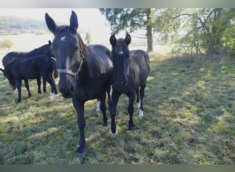 Heavy Warmblood, Stallion, 1 year, Black