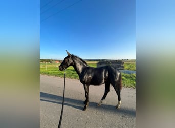Heavy Warmblood, Stallion, 1 year, Black