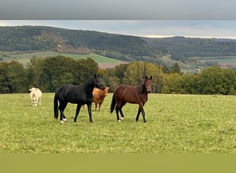 Heavy Warmblood, Stallion, 2 years, 15,2 hh, Smoky-Black