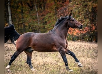 Heavy Warmblood, Stallion, 2 years, 16 hh, Brown