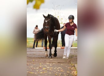 Heavy Warmblood, Stallion, 3 years, 15,3 hh, Brown