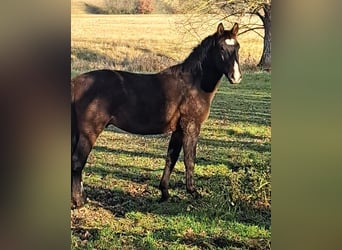 Heavy Warmblood, Stallion, 3 years, 16 hh, Brown