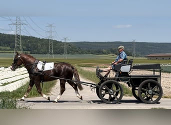 Heavy Warmblood, Stallion, 3 years, 16 hh, Chestnut